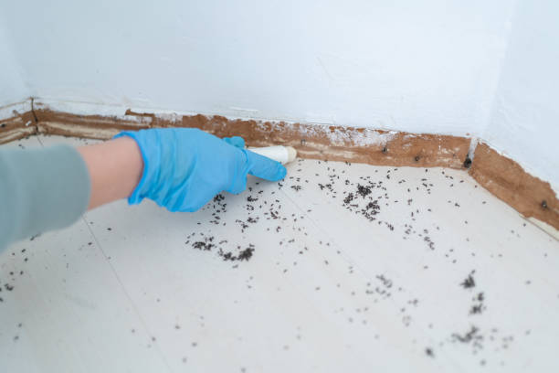 Best Best Pest Control Companies  in Lake Placid, NY